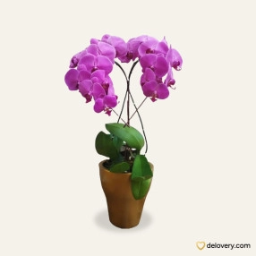 Lilac Edith Orchid