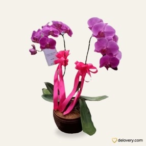 Lilac Orchid