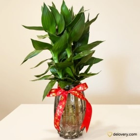 Lunar Bamboo Growth Vase