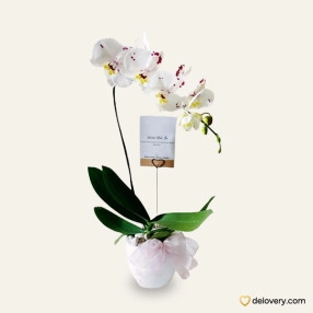 Luxury Orchid