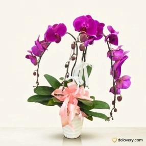 Magenta Amabilis Trio