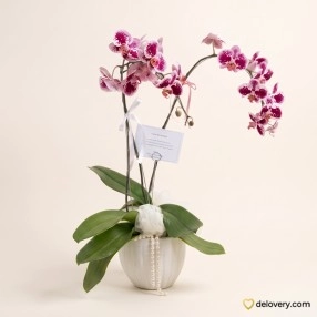 Magenta Twilight Orchid