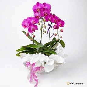 Majestic Three Stems