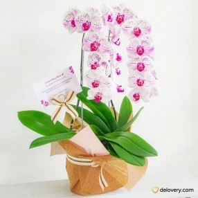 Mauvelous Orchis