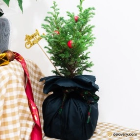 Noel Evergreen Tree