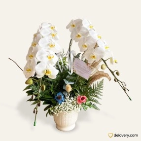 Opulent Orchid