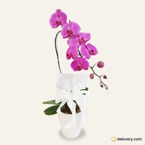Orchid Aura