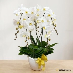 Orchid Bliss