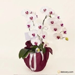 Orchid Crown Elegance