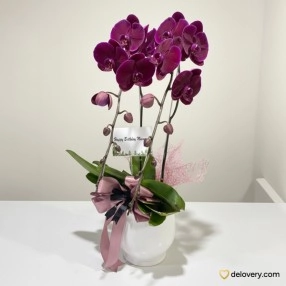 Orchid Eclipse