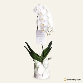 Orchid Elegant 