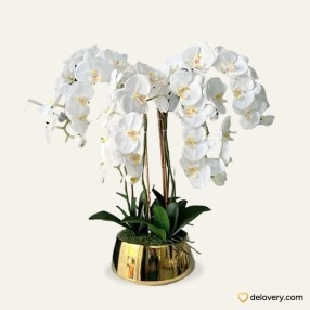 Orchid Glamour Plant