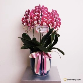 Orchid Glory