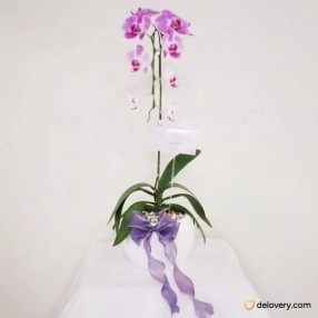 Orchid Lavender