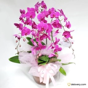 Orchid Majesty
