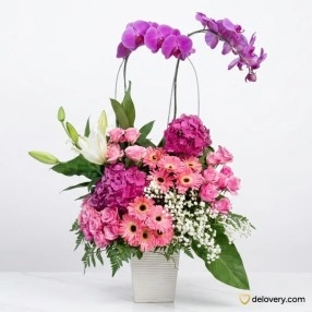 Orchid Royale