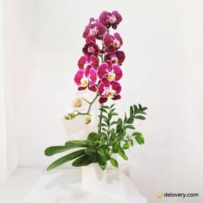 Orchid Violet Crest