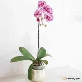 Orchid Violet Veil