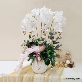 Pearl Noel Orchid