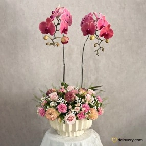 Phalaenopsis Blush Crown