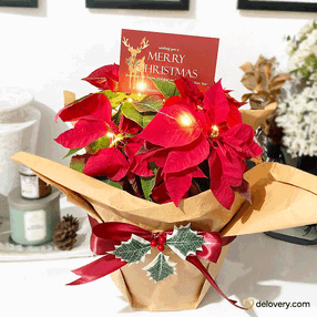 Poinsettia Joy Pot