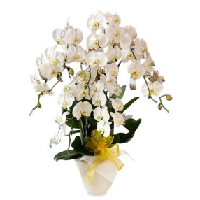 Pure Bloom