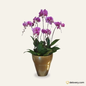 Purple Moon Orchid