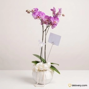 Purple Velvet Grace