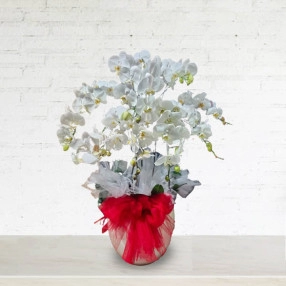 Beauty Orchid