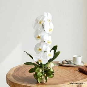 Serene Butterfly Orchid