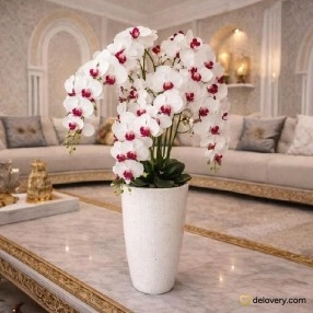 Splendid Ruby Phalaenopsis