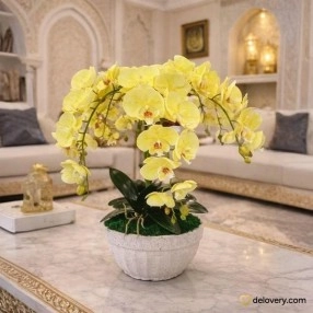 Sunlit Orchid Grace