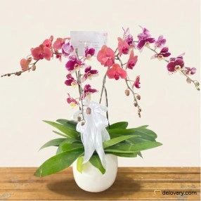 Sunset Phalaenopsis Quartet