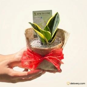 Teal Sansevieria Wrap