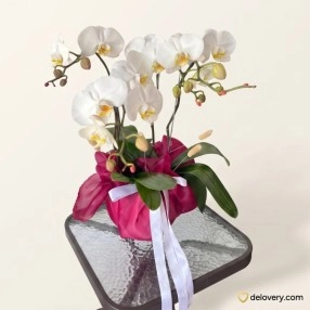 Tri-Bloom White Majesty