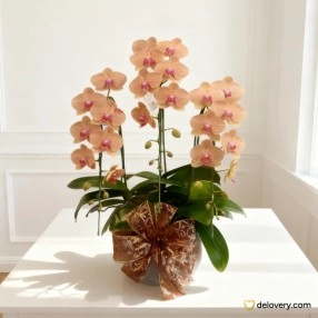 Tropical Peach Orchid