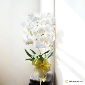 Twin Orchid Grace