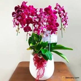Velora Orchid