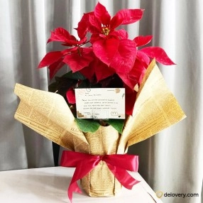 Velvet Noel Bloom