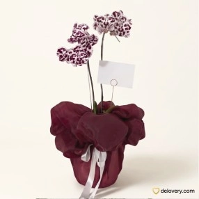Velvet Speckled Grace