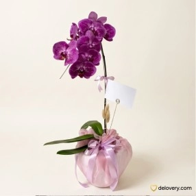 Vibrant Bloom Solo