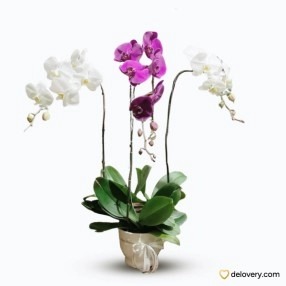 Violet Snow Cascade
