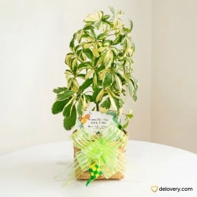 Walisongo Variegata Luxe