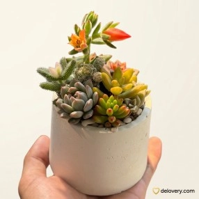 White Cement Succulent