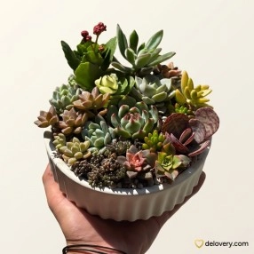 Yard Cement Garden