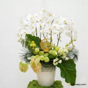 Zafira Moonlight Serenade
